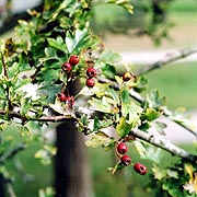 The Glastonbury Thorn - � Nash Ford Publishing